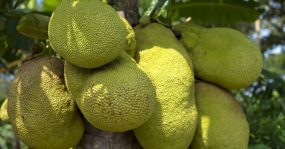 il jackfruit una nuova scoperta