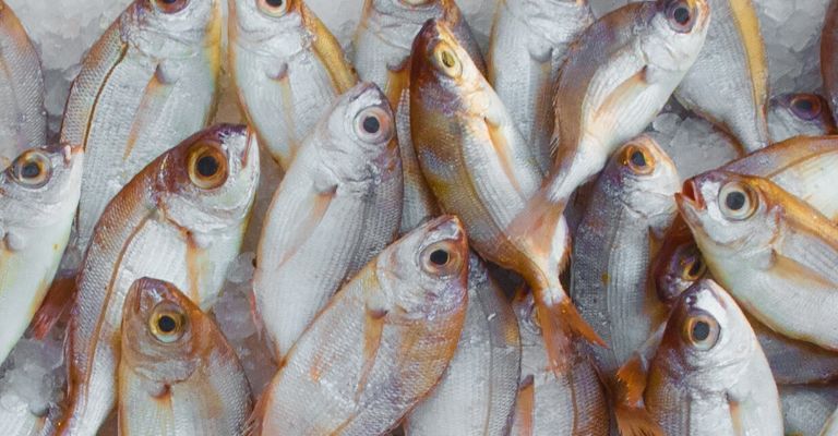 I trucchi per riconoscere il pesce fresco e conservarlo correttamente