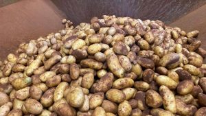 Maxi-sequestro di patate in Salento: venivano spacciate per italiane, ecco il trucco scoperto dalla Guardia di Finanza
